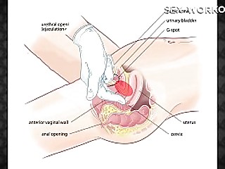 Pedagogical & acceptable procedures for Anal Sexual relations